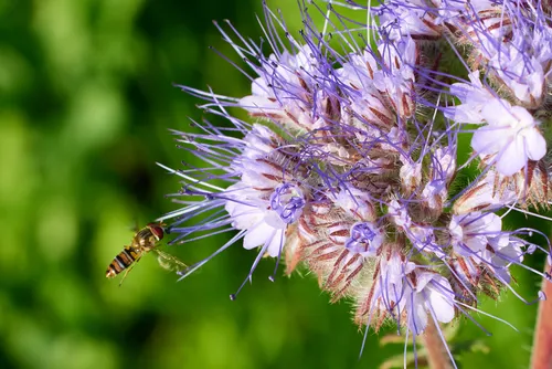 This is a macro photograph taken in the early morning during the summer season, showing a hover fly approaching or landing on a purple-flowered plant. The main subject of the image is the interaction between insects and plants, specifically focusing on the hover fly and the detailed structure of the flowers. The composition highlights the intricate textures and colors of the flowers, demonstrating the relationship between insects and plants through pollination. The photograph is rich in natural green background, further emphasizing the summer growth of plants and the presence of insects among the flowers.